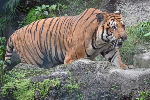 चितवनको मध्यवर्ती क्षेत्रमा भेटिए १४ पाटेबाघ